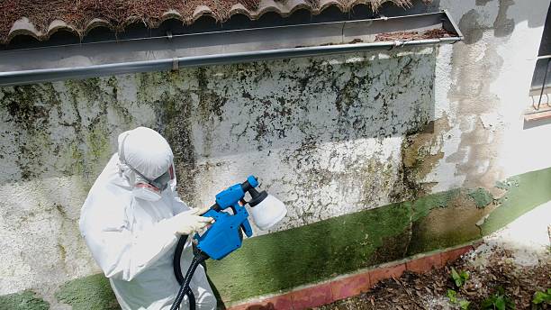 Top rated local Mold Remediation specialists in Augusta, GA
